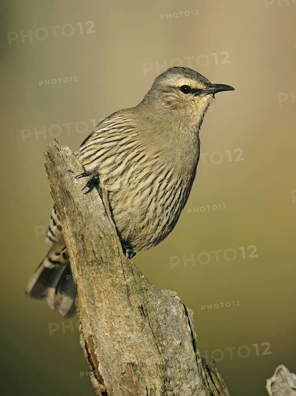 Brown Treecreeper (Climacteris picumnus)