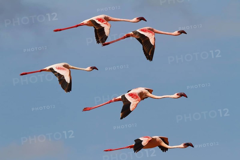 Lesser Flamingo (Phoeniconaias minor) flying, Lake Bogoria, Kenya