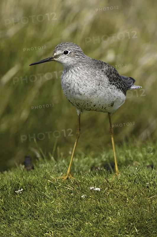 Lesser Yellowlegs (Tringa flavipes), Falkland Islands