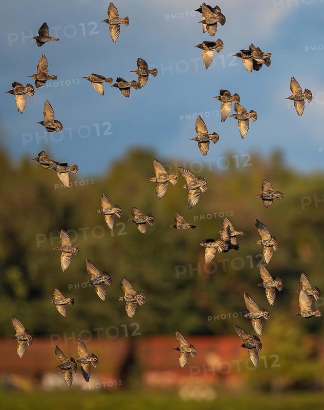 Common Starling (Sturnus vulgaris) flock flying, Brandenburg, Germany