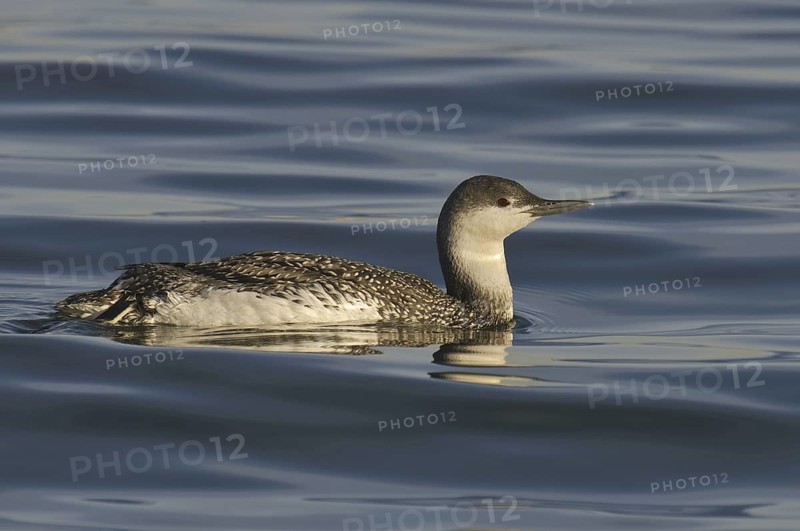 Red-throated Loon (Gavia stellata), California, USA