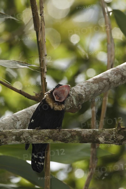 Dusky Broadbill (Corydon sumatranus), Fraser's Hill, Malaysia