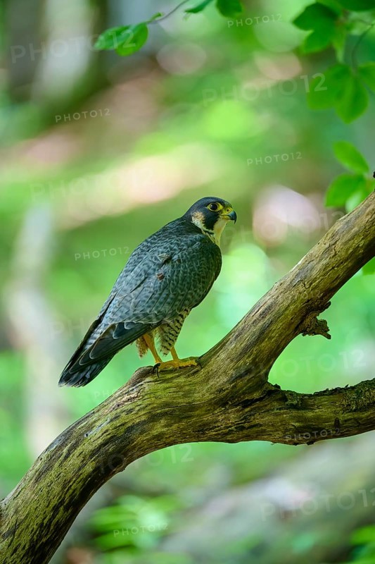 Peregrine Falcon (Falco peregrinus), adult sitting on branch in forest, Bohemian Forest, Czech Republic