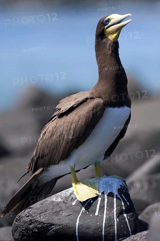 Brown Booby (Sula leucogaster), Bahia, Brazil