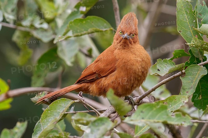 Grey-crested Cachalote (Pseudoseisura unirufa) perched on a branch in the Pantanal region of Brazil