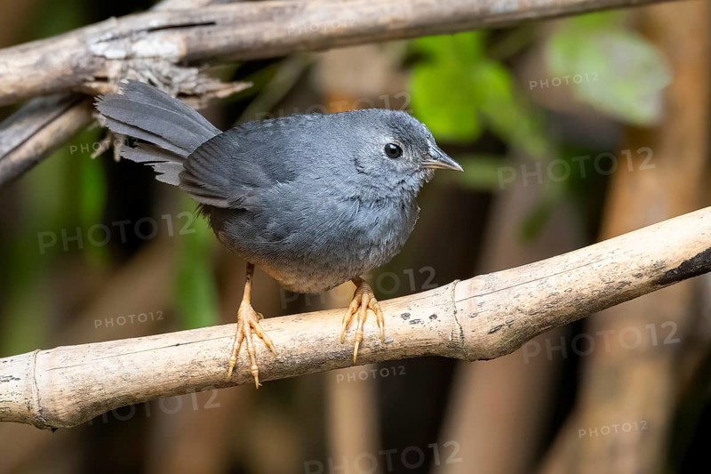 Ochre-flanked Tapaculo (Eugralla paradoxa), Araucania, Chile