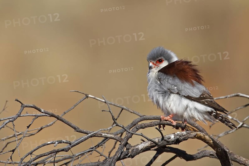 Pygmy Falcon (Polihierax semitorquatus) female, Northern Cape, South Africa