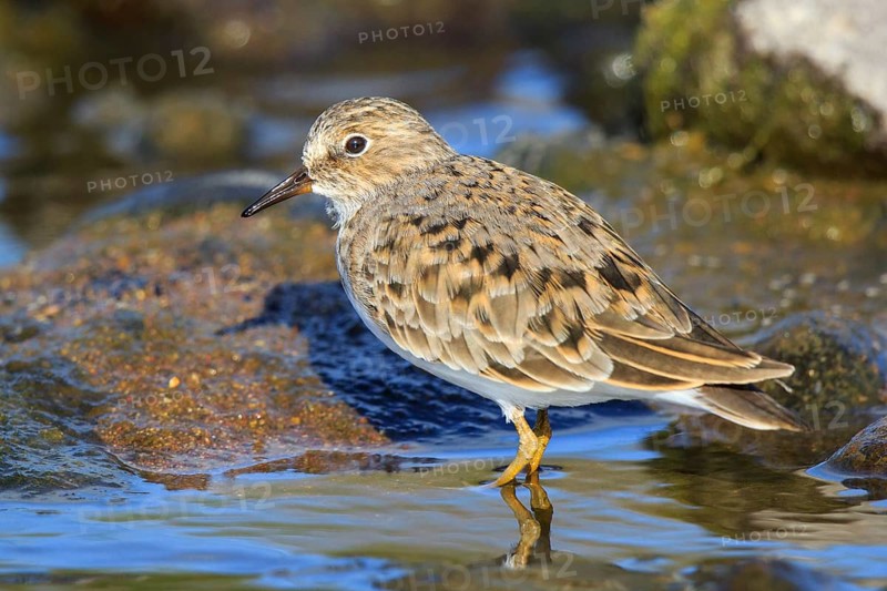 Temminck's Stint (Calidris temminckii), Greece