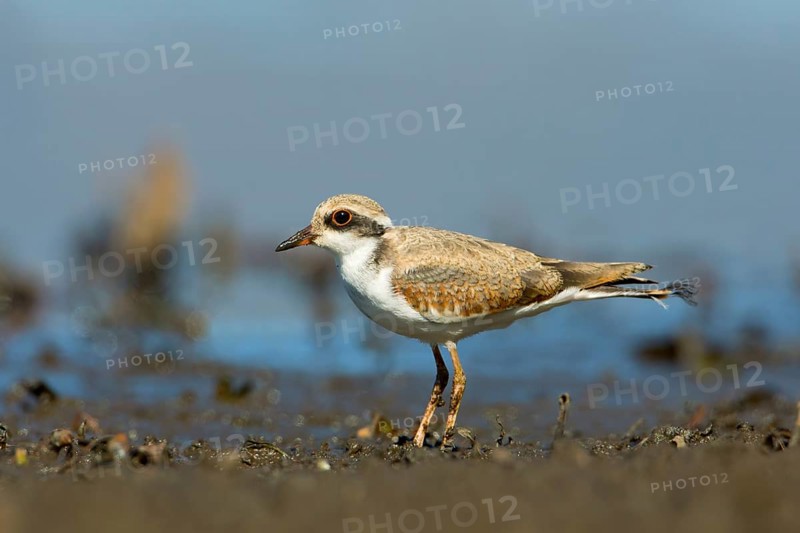 Black-fronted Dotterel (Elseyornis melanops) juvenile, Victoria, Australia