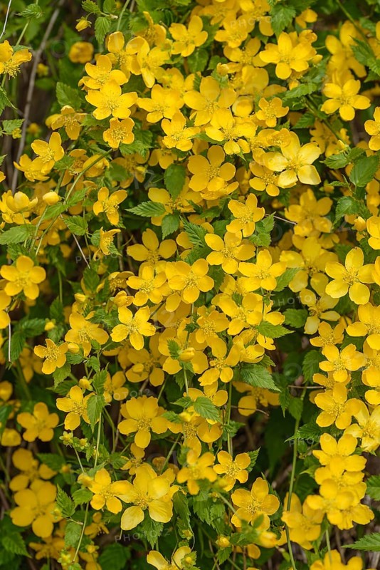 Ranunculus shrub (Kerria japonica)