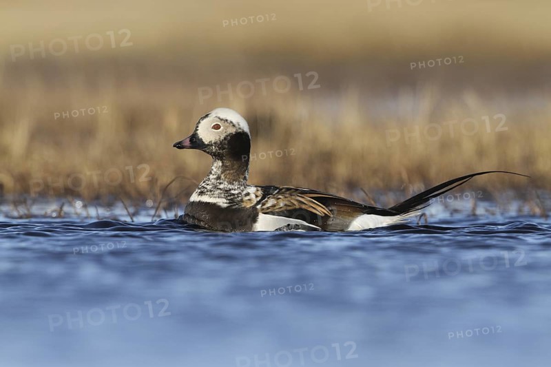 Long-tailed Duck (Clangula hyemalis) male, Alaska, USA