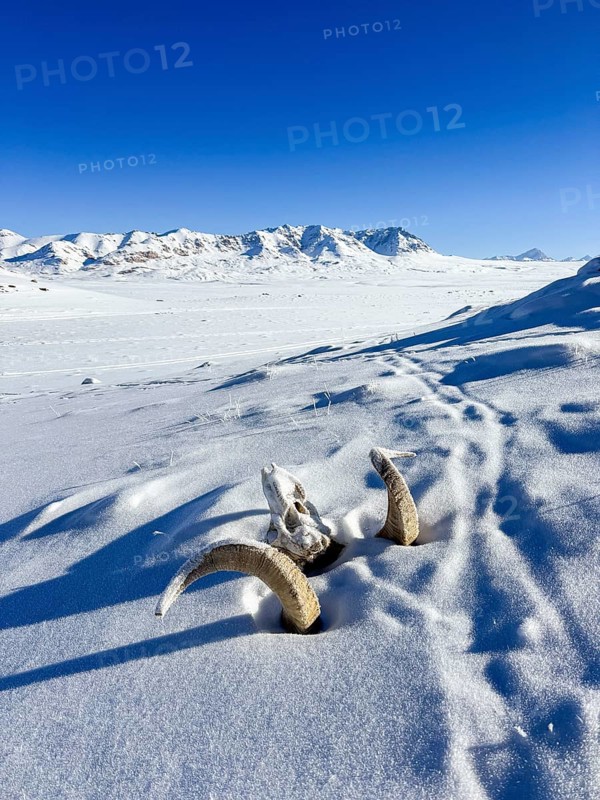 Skull of a Marco Polo sheep (Ovis ammon polii), Pamir-Argali, Pamir wild sheep, Pamir plateau, Gorno-Badakhshan province, Tajikistan, Central Asia
