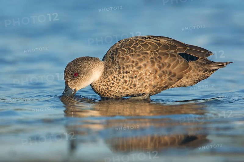 Grey Teal (Anas gracilis), Victoria, Australia