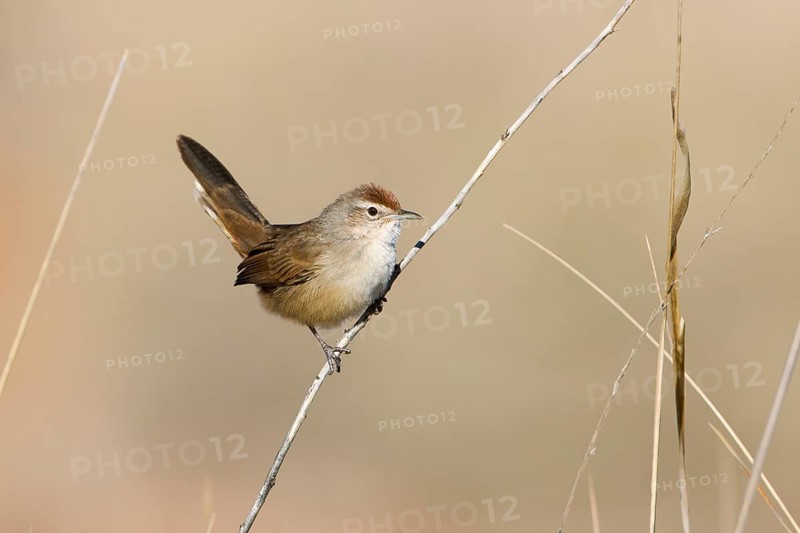 Spinifexbird (Megalurus carteri) perched on a twig, Northern Territory, Australia