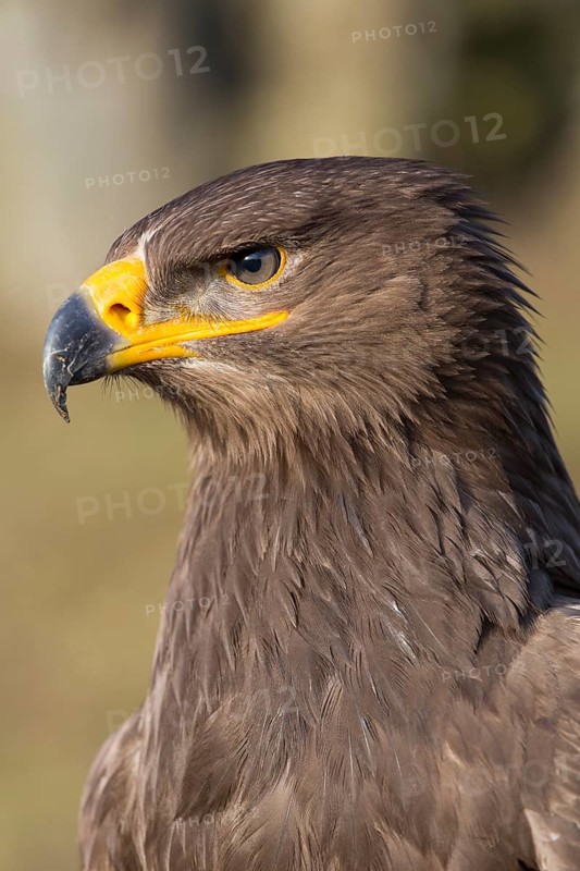 Portrait of Aquila nipalensis, steppe eagle, in late light with green background