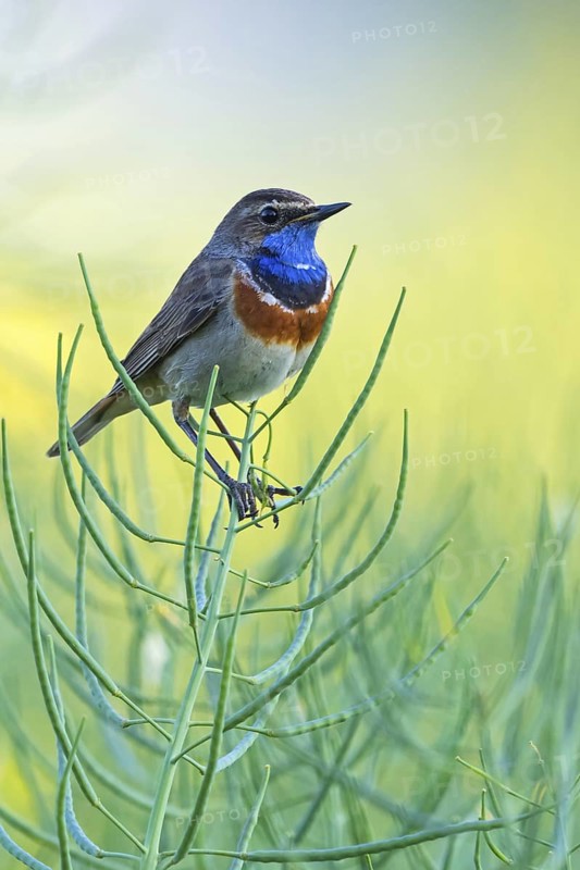 Bluethroat, (Luscinia svecica), Luscinia svecicus, animals, birds, songbirds, flycatcher family, migratory bird, perching station, Der Spieß nature reserve, Worms district, Rhineland-Palatinate, Federal Republic of Germany