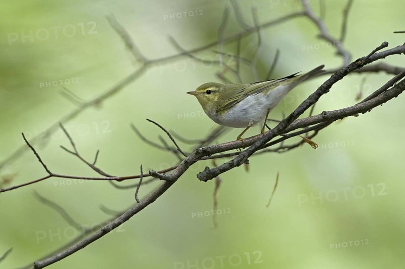 Wood Warbler (Phylloscopus sibilatrix), Saarland, Germany