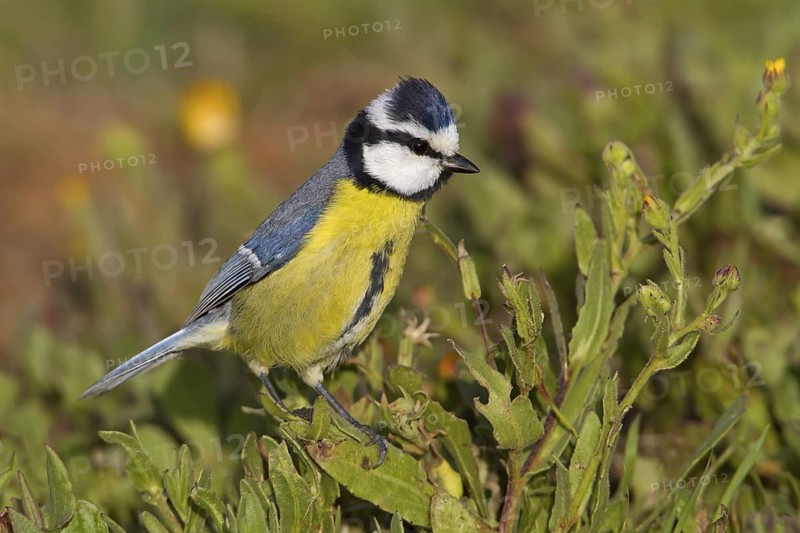 African Blue Tit (Cyanistes teneriffae), Canary Islands, Spain