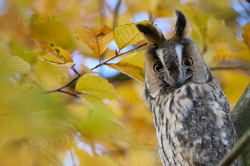 A long-eared owl (Asio otus) sits attentively on a branch with erect feather ears amidst the yellow autumn leaves of a beech (Fagus sylvatica), Dümmer nature park Park, Lower Saxony, Germany