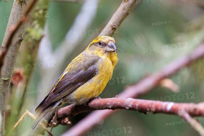 A male red crossbill or common crossbill (Loxia curvirostra) sits in a tree. Bavaria, Germany