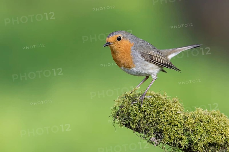 European Robin (Erithacus rubecula) perched on a mossy tree trunk, Poland