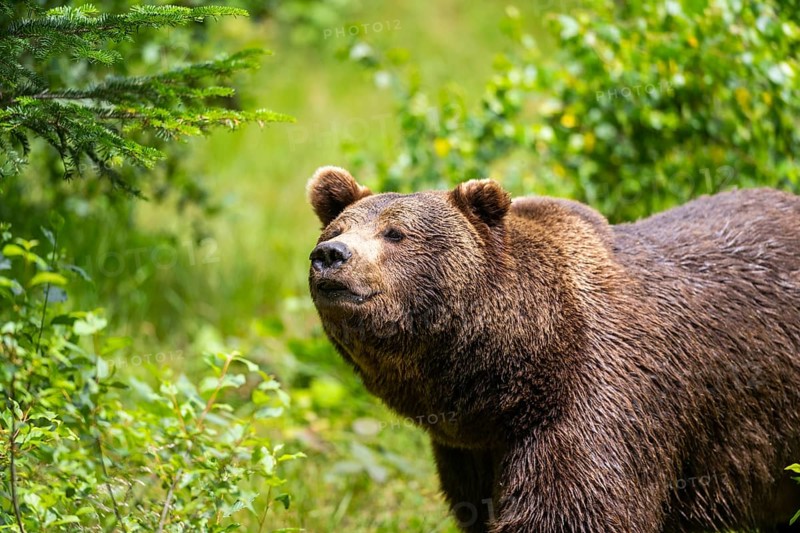 Eurasian brown bear (Ursus arctos arctos) standing between bushes, Bavarian Forest, Bavaria, Germany