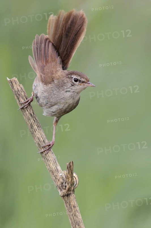 Cetti's Warbler (Cettia cetti), Catalonia, Spain
