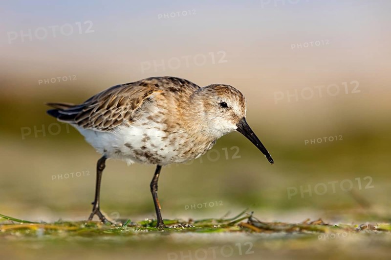 Dunlin, (Calidris alpina), snipe family, snipe, foraging, biotope, habitat, Barr Al Hikman, Shannah, Ash Sharqiyah South, Oman