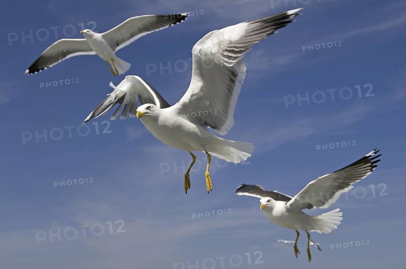 Lesser Black-backed Gull (Larus fuscus) flying, Texel, Netherlands