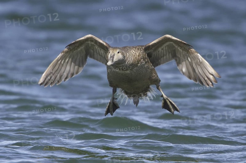 Common Eider (Somateria mollissima) female flying, Manitoba, Canada