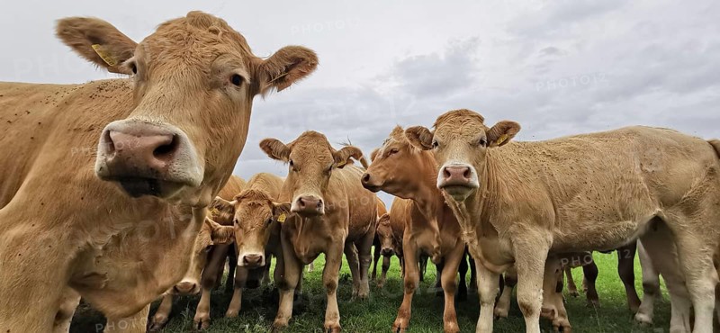 Cows (bos taurus) standing in a pasture under a cloudy sky, Franconian Forest nature park Park