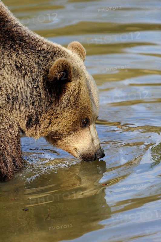 A brown bear stands in the water and observes its surroundings, Eurasian brown bear (Ursus arctos arctos), Bavarian Forest National Park