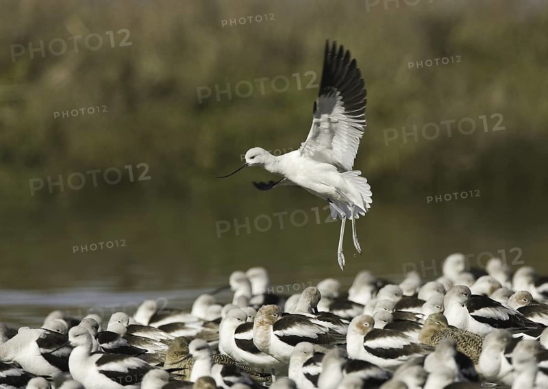 American Avocet (Recurvirostra americana), California, USA