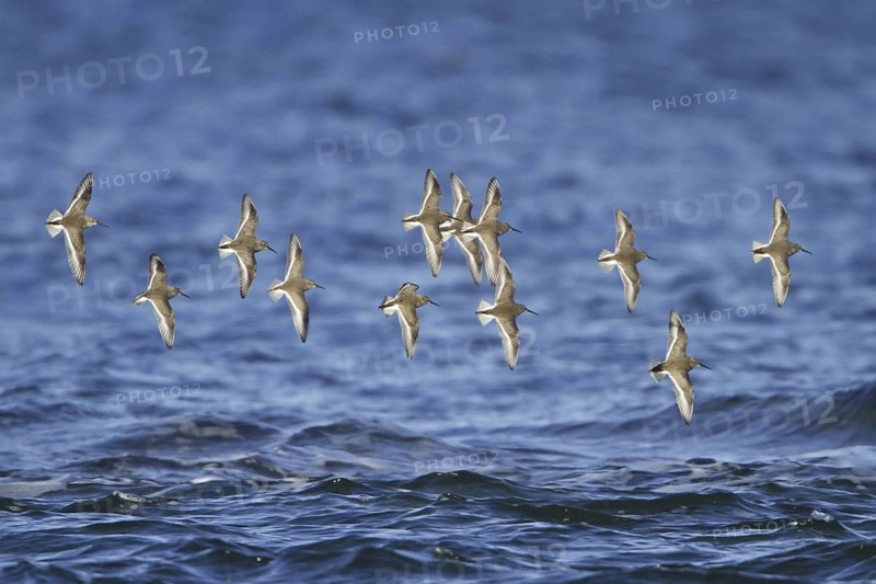 Dunlin (Calidris alpina) flying, British Columbia, Canada
