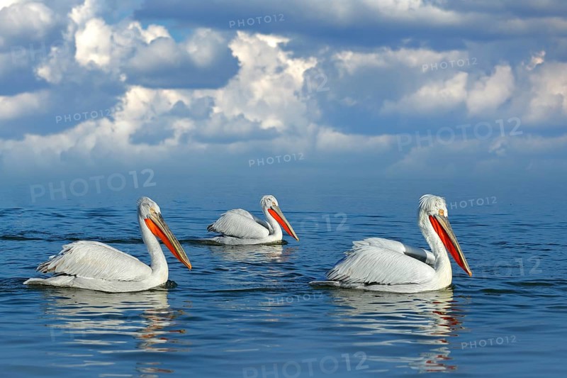 Dalmatian pelican, Pelecanus crispus, landing in Lake Kerkini, Greece. Pelican with open wings. Wildlife scene from European nature. Bird landing to the blue lake water. Bird fly