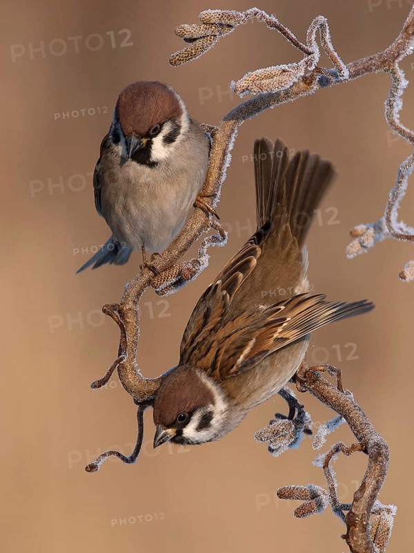 Eurasian Tree Sparrow (Passer montanus), Utrecht, Netherlands