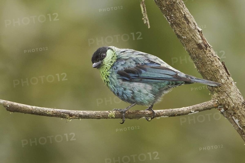 Black-capped Tanager (Tangara heinei), Ecuador