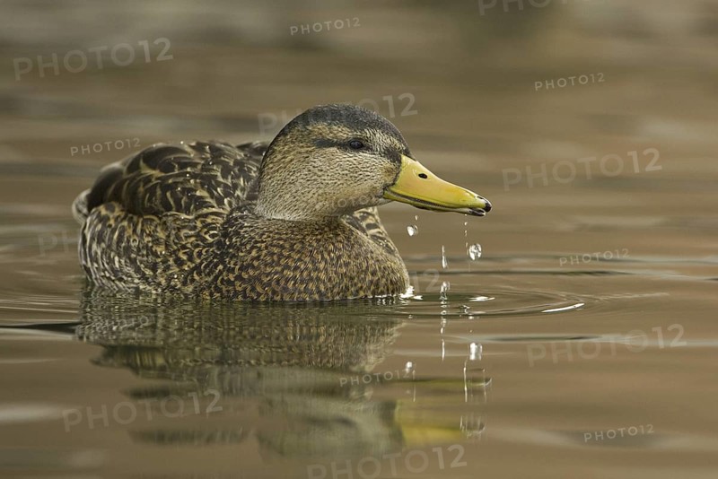 Mexican Duck (Anas diazi), New Mexico, USA