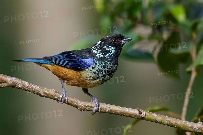 Spangled-cheeked Tanager (Tangara dowii) perched on a branch in Costa Rica