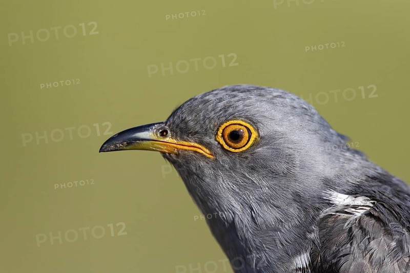 Common Cuckoo (Cuculus canorus), Dornod Aimagl, Mongolia