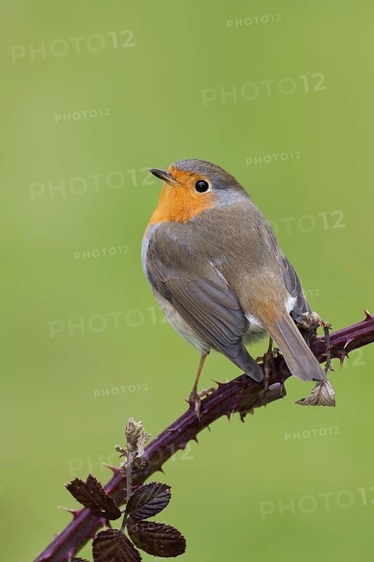 European Robin (Erithacus rubecula), Berlin, Germany