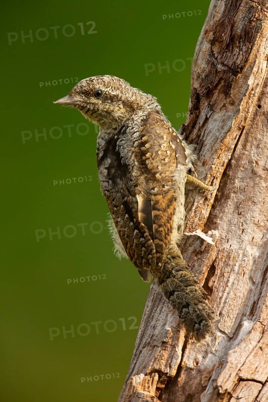 Wryneck, (Jynx torquilla), wryneck, wrynecks, old world woodpeckers, woodpecker, perch, biotope, habitat, one, individual, lateral