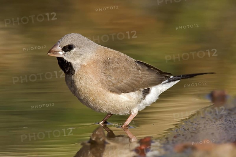 Long-tailed Finch (Poephila acuticauda) juvenile, Kimberley, Western Australia, Australia