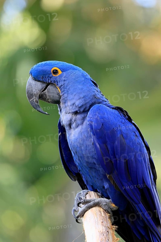 Hyacinth Macaw (Anodorhynchus hyacinthinus), adult on wait, Pantanal, Brazil, South America