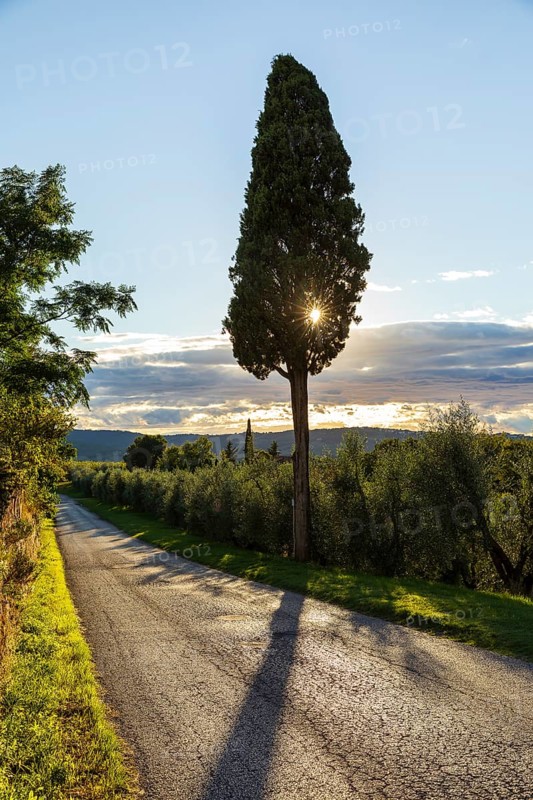 Single columnar cypress (Cupressus sempervirens) at the roadside with sun, Tuscany, Italy