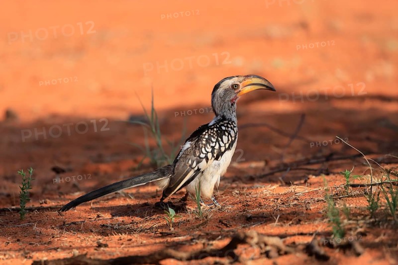 Red-ringed Hornbill (Tockus leucomelas), Southern Yellow-billed Hornbill, adult, foraging on the ground, Mokala National Park, South Africa