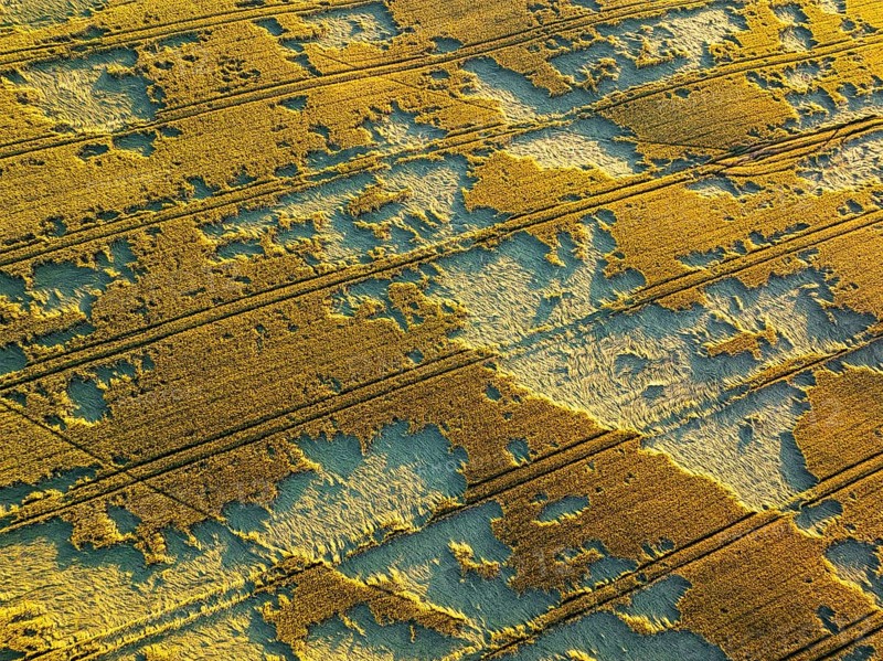 Aerial view of a golden wheat field in Macerata, Italy. The intricate patterns and harvest lines create a mesmerizing abstract landscape