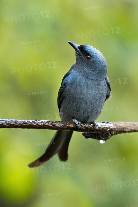 Ashy Drongo (Dicrurus leucophaeus), Yunnan, China
