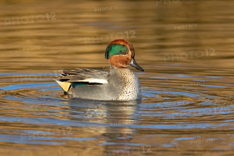 Common teal (Anas crecca) duck adult male bird displaying on a lake, Norfolk, England, United Kingdom