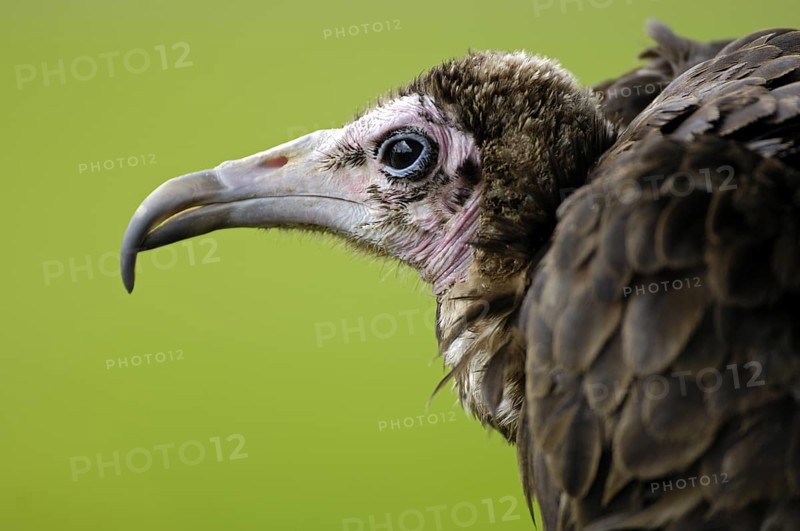 Kappengeier (Necrosyrtes melambrotus) Portrait, captive, Heimat: Ostafrika, Oktober, Zoo/Gehege, NRW, Deutschland